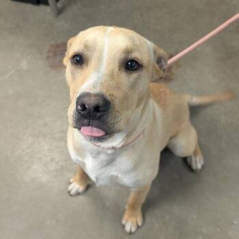 Great Pyrenees and Bull Terrier Dogs Available for Adoption in Emporia, Kansas - TC | PetCurious