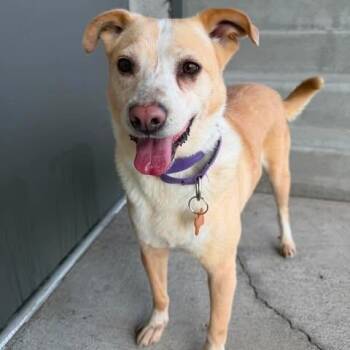 Wera -  Labrador Retriever and Mixed Breed Dog for Adoption in Bend, Oregon - Wera | PetCurious