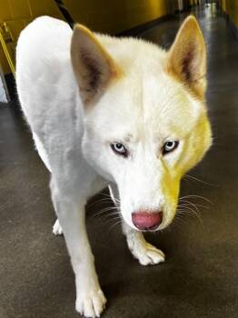 JETT -  Siberian Husky Dog for Adoption - JETT | PetCurious