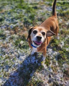 Rescue Hound Dogs for Adoption in Mountain City, Tennessee - Snoopy | PetCurious