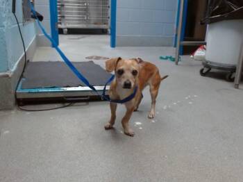 Dachshund and Chihuahua Dogs Available for Adoption in Albuquerque, New Mexico - ROXY | PetCurious