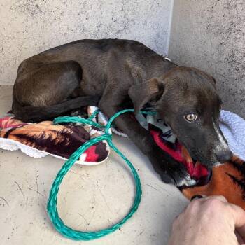 Staffordshire Bull Terrier Dogs Available for Adoption - River 26-01-081 | PetCurious