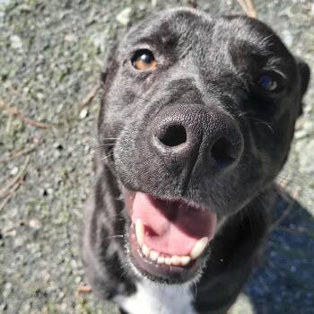 Rescue Pit Bull Terrier Dogs for Adoption in Weaverville, California - Bear | PetCurious