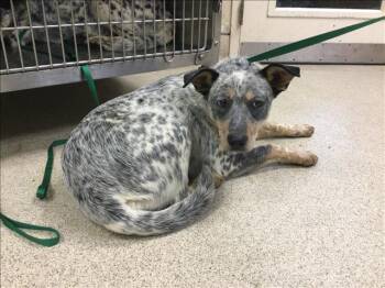 Australian Cattle Dog Blue Heeler and Mixed Breed Dogs Available for Adoption - SUNKIST | PetCurious