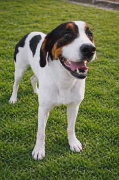 Hound Dogs Available for Adoption in Redfield, Arkansas - Henry | PetCurious