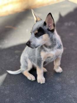 Bluey -  Australian Cattle Dog Blue Heeler Dog for Adoption in Lafayette, Colorado - Bluey | PetCurious