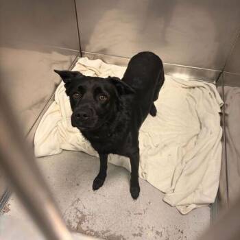 Mixed Breed Dogs Available for Adoption in Davenport, Iowa - Ares | PetCurious