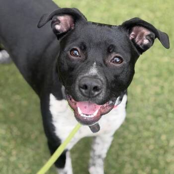 William -  Mixed Breed Dog for Adoption in Asheville, North Carolina - William | PetCurious