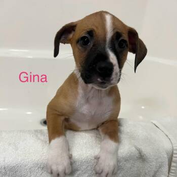 Gina -  American Staffordshire Terrier and Mixed Breed Dog for Adoption - Gina | PetCurious