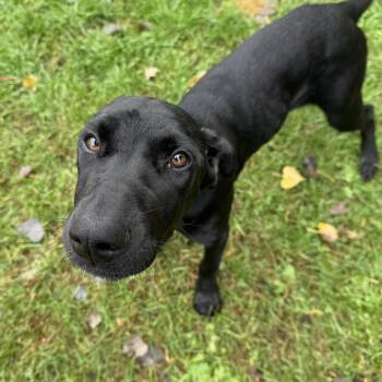 Bubbles -  Doberman Pinscher and Labrador Retriever Dog for Adoption in Oconto, Wisconsin - Bubbles | PetCurious