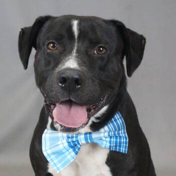 Rescue American Staffordshire Terrier Dogs for Adoption in Greenville, South Carolina - Varrik | PetCurious