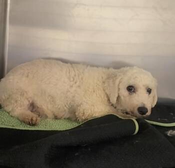 Bichon Frise Dogs Available for Adoption in Blue Springs, Missouri - Marquerite | PetCurious