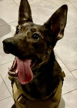 Rescue Dutch Shepherd Dogs for Adoption - Dolly | PetCurious