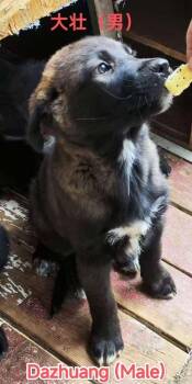 Anza-Dazhuang -  Labrador Retriever and Australian Shepherd Dog for Adoption in Bonita, California - Anza-Dazhuang | PetCurious