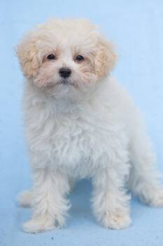 Rosebud: Tiny Bud -  Maltese and Poodle Dog for Adoption in Palo Alto, California - Rosebud: Tiny Bud | PetCurious