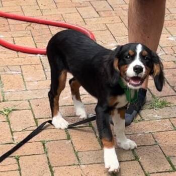 Scout -  Bernese Mountain Dog and Cavalier King Charles Spaniel Dog for Adoption in Sinking Spring, Pennsylvania - Scout | PetCurious
