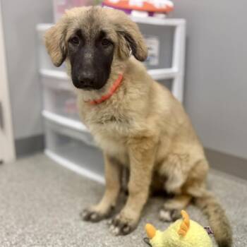 Tibetan Mastiff and German Shepherd Dog Dogs Available for Adoption in Fullerton, Pennsylvania - Breeze | PetCurious