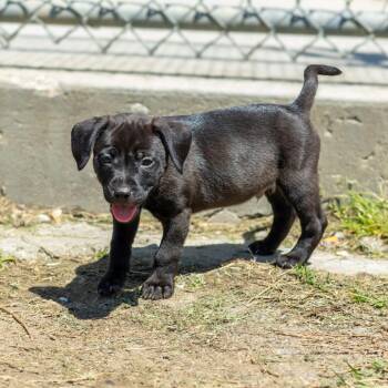Star Crunch -  Mixed Breed Dog Available for Adoption - Star Crunch | PetCurious