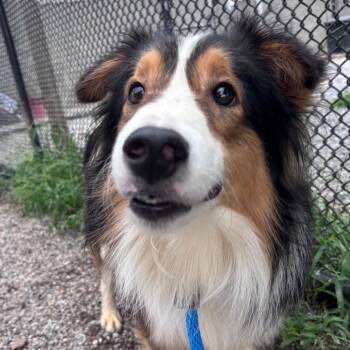 Tilt-A-Whirl -  Collie Dog for Adoption in York, Pennsylvania - Tilt-A-Whirl | PetCurious