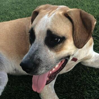 Rescue Australian Cattle Dog Blue Heeler and Mastiff Dogs for Adoption in Phoenix, Arizona - Helena Aka Shilo | PetCurious
