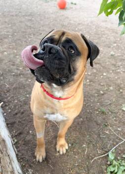 Bullmastiff Dogs Available for Adoption in Severance, Colorado - Tito | PetCurious