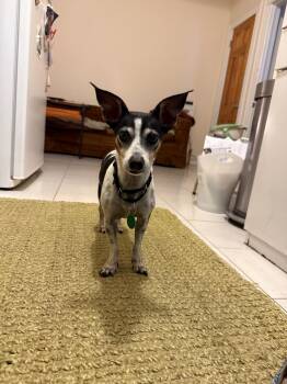 Atlas -  Rat Terrier Dog for Adoption - Atlas | PetCurious