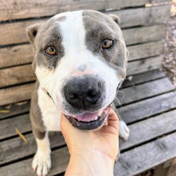 Sunnyvale -  Pit Bull Terrier Dog for Adoption in Oakland, California - Sunnyvale | PetCurious