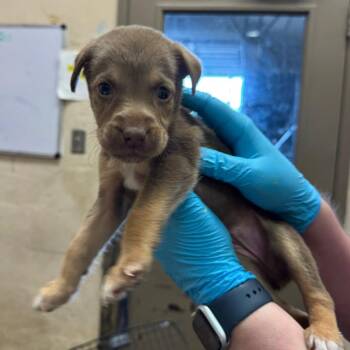 Minnow -  Shepherd and Retriever Dog for Adoption in Birmingham, Alabama - Minnow | PetCurious