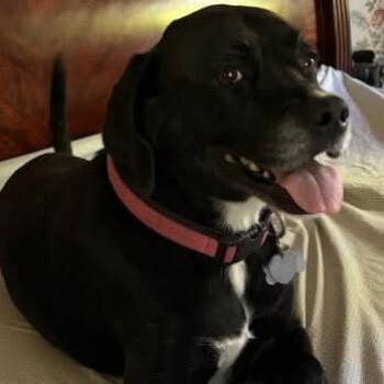 Joy -  Black Labrador Retriever Dog for Adoption in Fairfax Station, Virginia - Joy | PetCurious