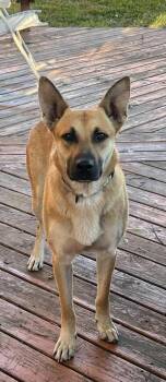 German Shepherd Dog and Belgian Shepherd Malinois Dogs Available for Adoption - Hanson | PetCurious