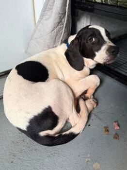 Colty -  Mixed Breed Dog for Adoption in Leitchfield, Kentucky - Colty | PetCurious