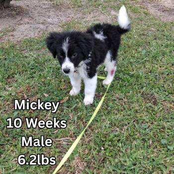 Border Collie Dogs Available for Adoption in Tomah, Wisconsin - Mickey | PetCurious
