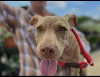 Winston Lonestar -  Labrador Retriever Dog for Adoption in Rockaway, New Jersey - Winston Lonestar | PetCurious