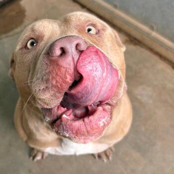 Lynox -  Pit Bull Terrier and English Bulldog Dog Available for Adoption in Sand Springs, Oklahoma - Lynox | PetCurious