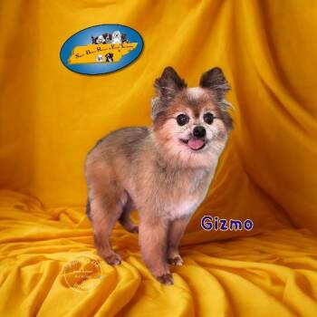 Gizmo -  Pomeranian Dog for Adoption in Knoxville, Tennessee - Gizmo | PetCurious