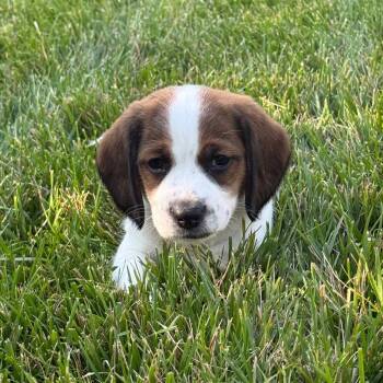 Bentley -  Beagle and Australian Cattle Dog Blue Heeler Dog for Adoption in La Grange, Kentucky - Bentley | PetCurious