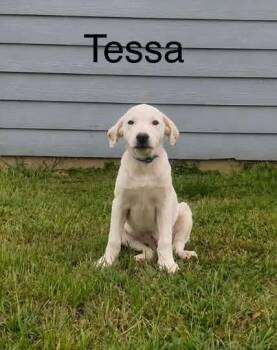 Tessa -  Retriever and Hound Dog for Adoption in Norfolk, Massachusetts - Tessa | PetCurious