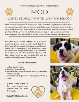 Great Pyrenees and Boxer Dogs Available for Adoption in Pflugerville, Texas - Moo | PetCurious