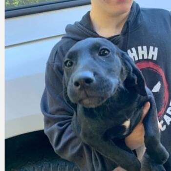 Taffy -  Hound and Yellow Labrador Retriever Dog for Adoption in Columbia, Maryland - Taffy | PetCurious