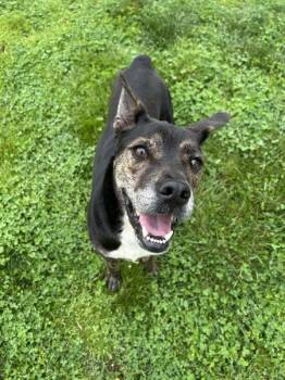 Terrier Dogs Available for Adoption in Osage Beach, Missouri - Tobias | PetCurious