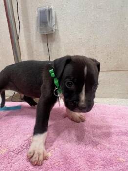 Kanye -  Pit Bull Terrier and Mixed Breed Dog for Adoption in Honolulu, Hawaii - Kanye | PetCurious