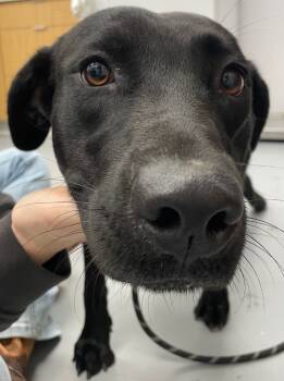 Rescue Labrador Retriever Dogs for Adoption in Hartsville, South Carolina - Solar | PetCurious