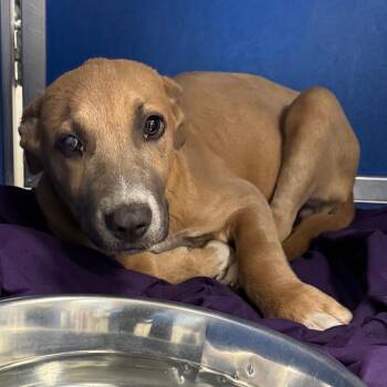Dawn -  Mixed Breed Dog for Adoption in Las Cruces, New Mexico - Dawn | PetCurious