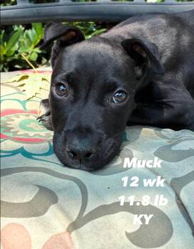 Muck -  Pit Bull Terrier Dog for Adoption in Painesville, Ohio - Muck | PetCurious