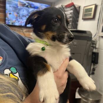 Vincent Van Gogh -  Mixed Breed Dog for Adoption in Mentor, Ohio - Vincent Van Gogh | PetCurious