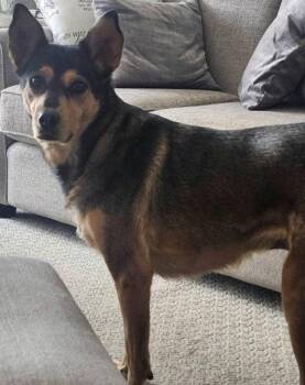 Baby Girl -  Siberian Husky and Australian Shepherd Dog for Adoption in Cranbrook, British Columbia - Baby Girl | PetCurious