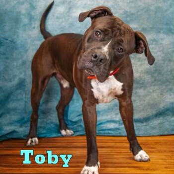Toby -  Bullmastiff Dog for Adoption in Oak Ridge, Tennessee - Toby | PetCurious