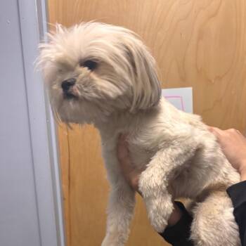 Thelma -  Shih Tzu and Maltese Dog for Adoption in Franklin, North Carolina - Thelma | PetCurious