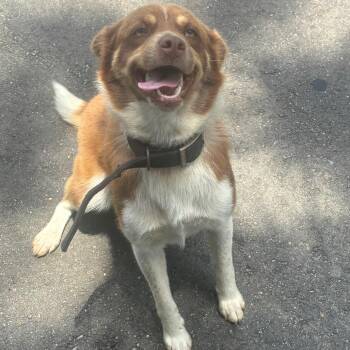 Elfie -  Australian Shepherd and Mixed Breed Dog for Adoption in Montgomery, Alabama - Elfie | PetCurious