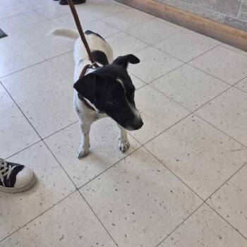 Credentures -  Mixed Breed Dog for Adoption in Davenport, Iowa - Credentures | PetCurious